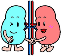 腎臓イラスト